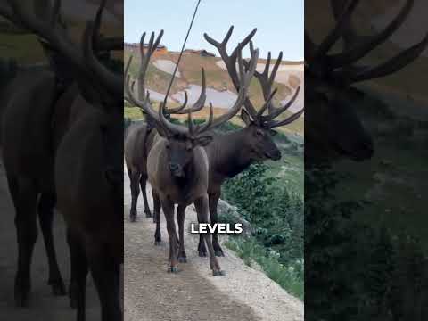 Do you know why deer shed their antlers? #deer #animalfacts