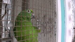 preview picture of video 'Talking with Parrots @ St Lucia - Carribean Sea (HD)'