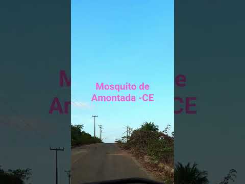 mosquito de Amontada-ceara