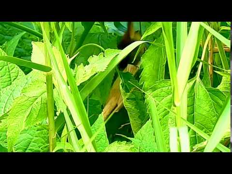 Timália ozdobná (Cyanoderma melanothorax) — správanie, biotop a hlas