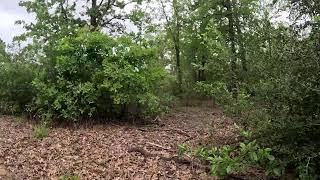 Texas morning nature Livestream
