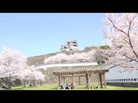 大洲市 大洲城の桜 愛媛県 花見スポット Cherryblossoms Ozu Castle Ehime