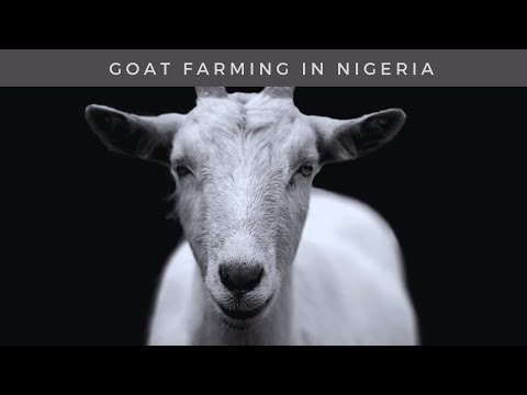 , title : 'How to start a goat farming business | guide to goat farming for beginners'