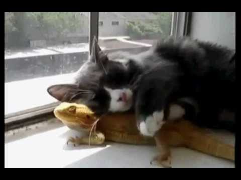 Голяма котешка любов към гущер