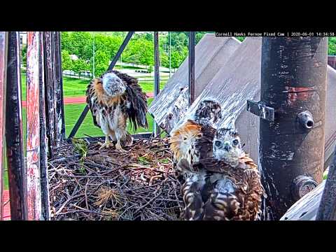 Red-tailed Hawk Chick Flaps Wings, Clumsily Explores Nest Site – Jun. 1, 2020