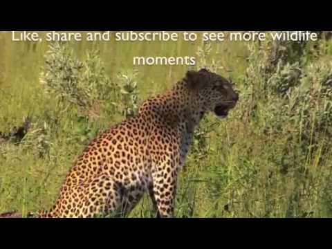 Leopard Chasing Hyena