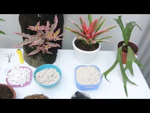 Reproducción de la bromelia