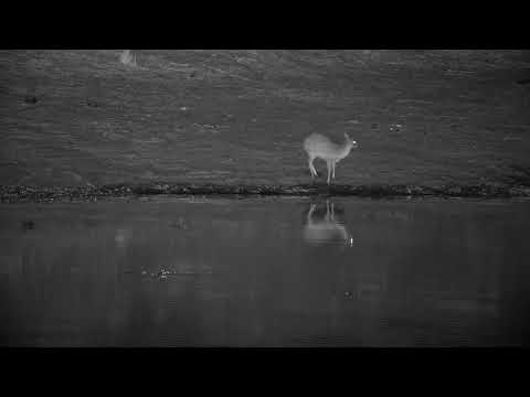 Djuma: Duiker getting drink at the dam - 02:08 - 09/01/21