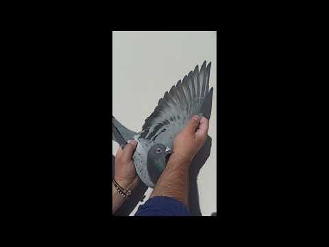 SK 16-1139-0999- F Original Team Greg