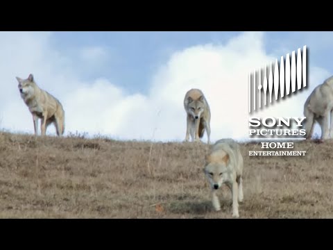 Thumbnail of the video: Wolf Totem - On Blu-ray 12/15!
