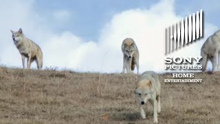 Wolf Totem (2015) Video