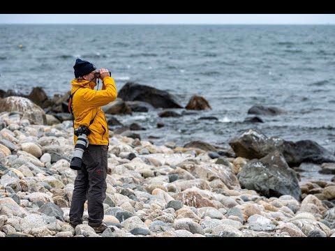 The Cape's Bird Populations Through Time: Winners, Losers, and Future Predictions