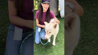 Video preview image #1 Siberian Husky Puppy For Sale in Pasadena, CA, USA