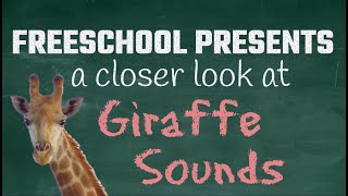 What Sound Does a Giraffe Make? FreeSchool Presents a closer look at Giraffe Sounds