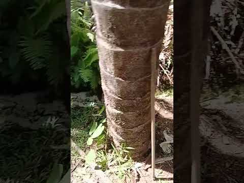nacentes do fevedoro de São Félix Tocantins