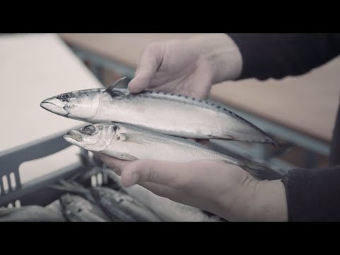 YouTube video about: Where to find horse mackerel in animal crossing?