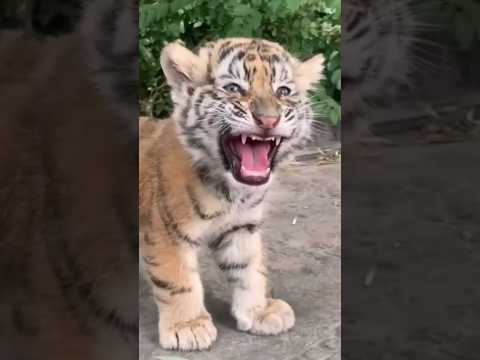 Son d'animaux : petit tigre, petit éléphant, chat et chèvre.