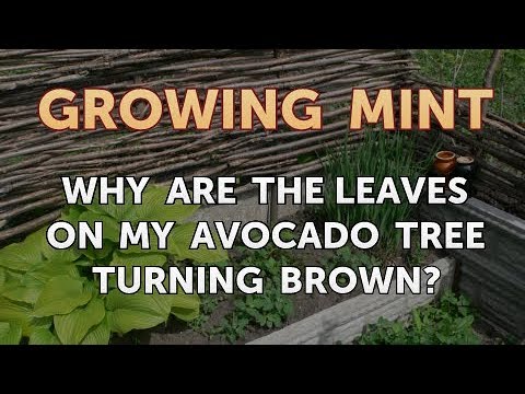 How to Get Rid of Mint Plant Pests