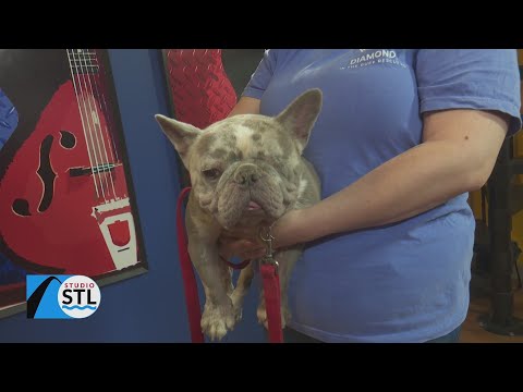 It's Tailwaggin' Tuesday and One of These Adorable Dogs could be Your next Family Member!