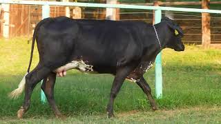 LOTE 19 - DAMA DAZE CANOAS (0239-CA)