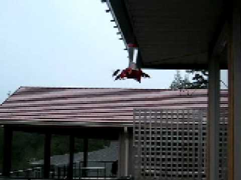 Rufous Hummingbird group feeding