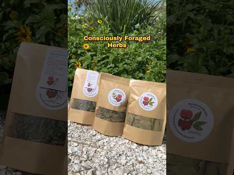 Locally & sustainably foraged in Volusia County, Florida 💚 🔗 in bio!!!!