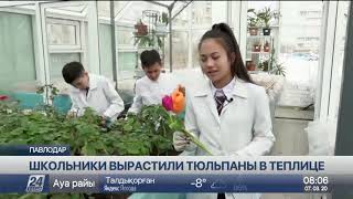 Павлодарские ученики вырастили в теплице 16 сортов тюльпанов