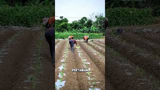 Download lagu ternyata begini cara tanam jagung yang benar #farming mp3