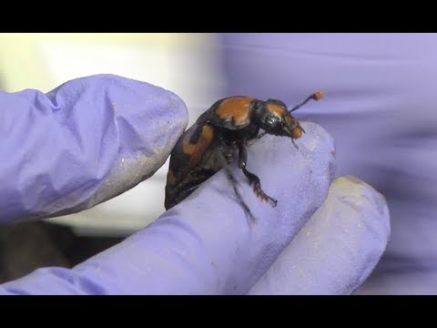 Beetles to feast on dead rats