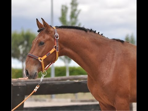 OBEDIENTE SU - SIRED BY DOBLON -TR