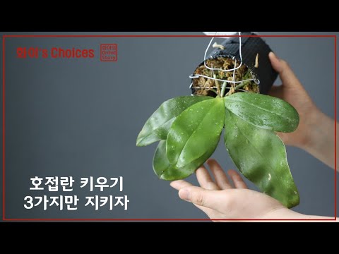 , title : '호접란 잘 키우기 위한 3가지 포인트│ 화이 Orchid story'