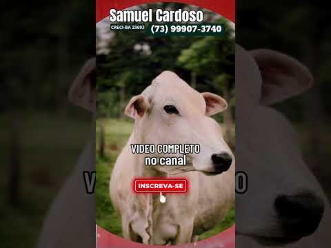 Fazenda em Mundo Novo GO, vídeo completo no canal #shorts #agro #fazenda