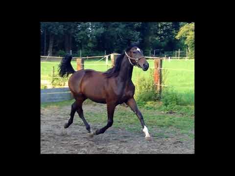 Joey Junior (Broadway Fortuna - Nimbus Lavec)