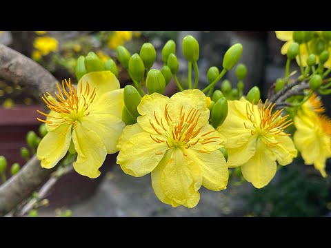 NGẮM HOA MAI ĐẸP NHÀ TÂN HOÀ ĐÔNG SÁNG MÙNG 1 TẾT NHÂM DẦN 2022 . Ngày 1/2/2022