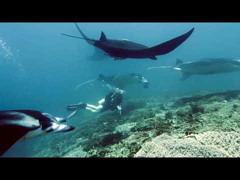The colorful of Komodo and Raja Ampat Sea Life!