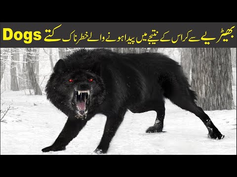 Amazing Dog Breeds in the World | Duniya K Khatarnak Tareen Kutte