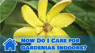 Indoor Gardening Tips : How Do I Care for Gardenias Indoors?