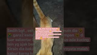Download lagu kngen bener pdahal blm sharian mnghilang, smoga masih bisa ketemu/😺nya bertemu tuan yg baru yg baik🤲 mp3