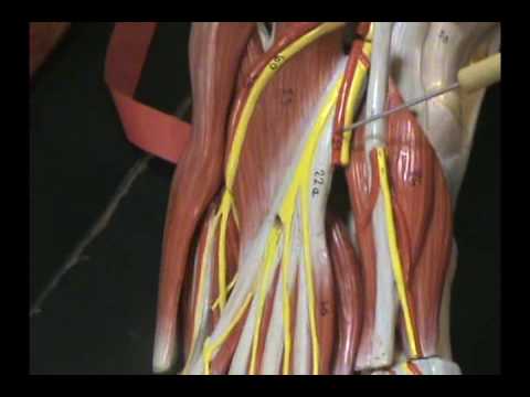 foot vessels and nerves