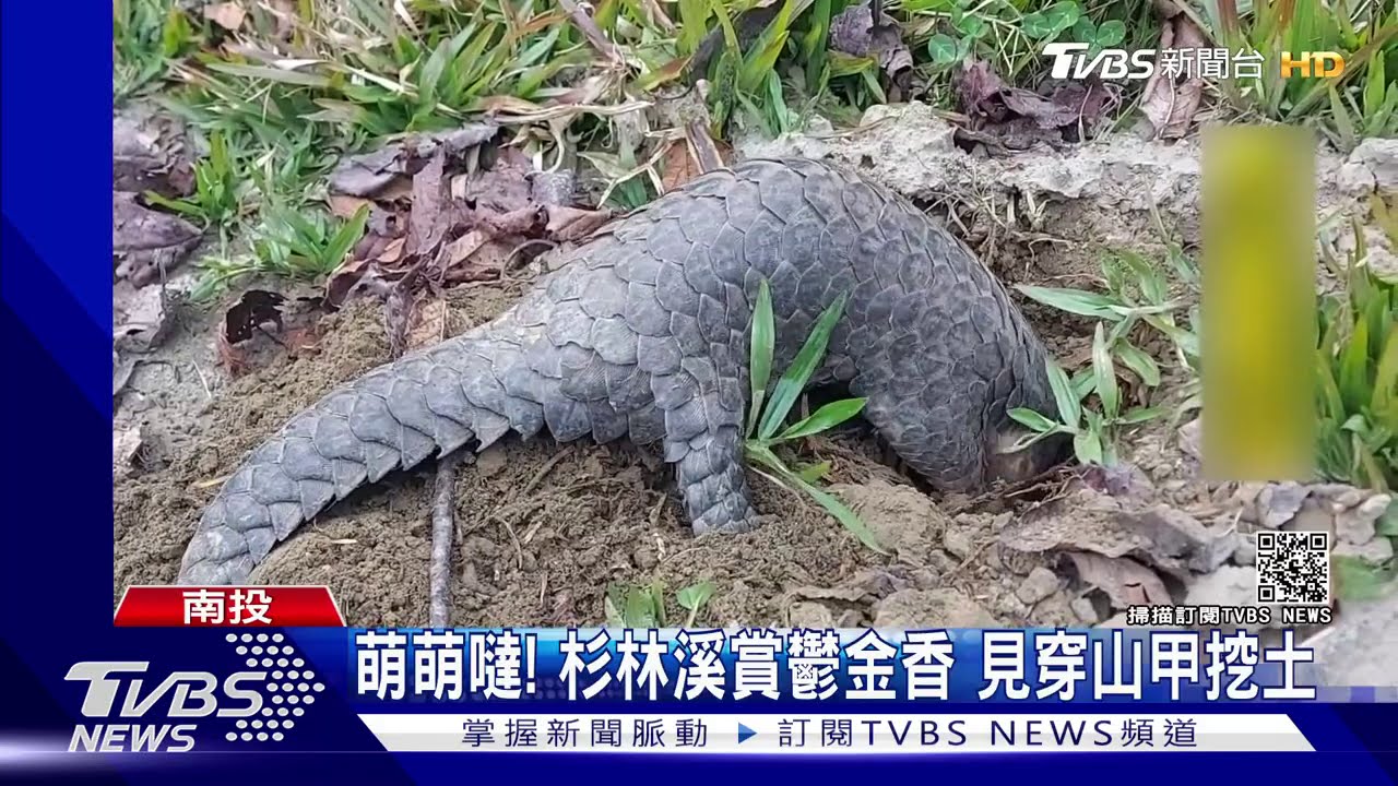 萌萌噠！杉林溪賞鬱金香　見穿山甲挖土