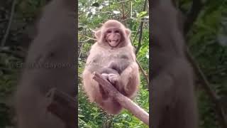 Download lagu Video Lucu - Monyet Ketawa #short #subscribe mp3