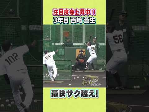 【エグい打球】3年目の百﨑蒼生が遊撃手争いに名乗り！#shorts #虎バンチャンネル #阪神タイガース#hanshintigers