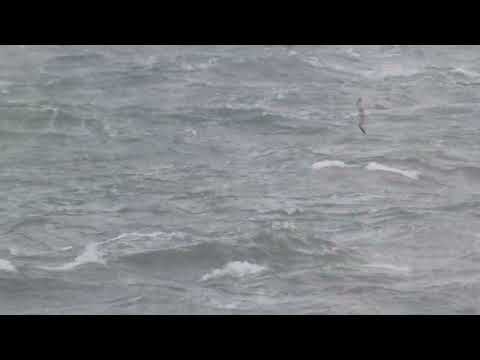 Noordse stormvogel / Northern fulmar / Fulmarus glacialis | Westkapelle, NL | 2022-09-17