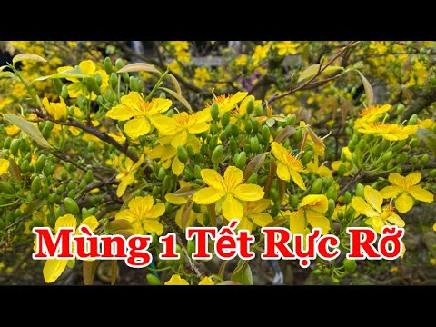 Mùng Một Mai Vàng Nở Rực Rỡ | 67 Bonsai