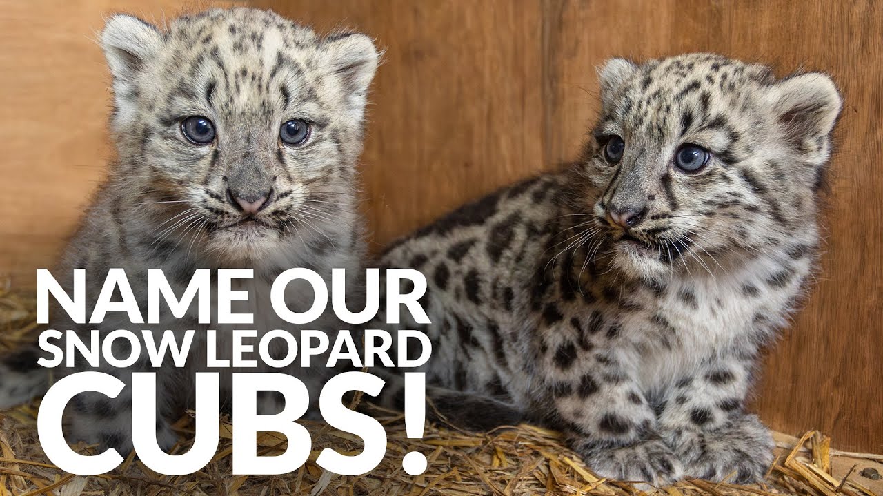 NAME Our Snow Leopard CUBS!