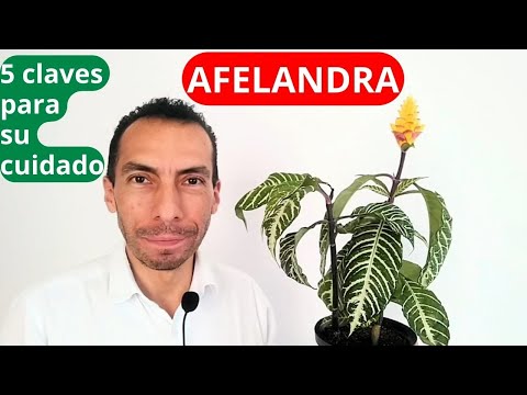 , title : 'AFELANDRA, 5 CLAVES PARA SU CUIDADO'