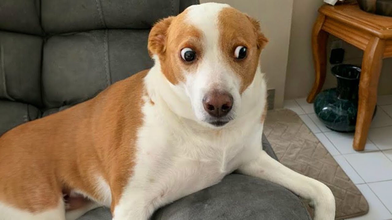 When your dog is a pro comedian 🐶 NEW Funny Dog Videos