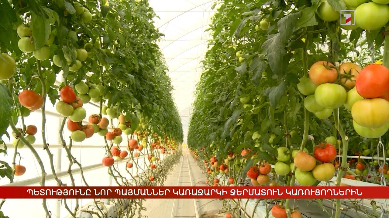 Պետությունը նոր պայմաններ կառաջարկի ջերմատուն կառուցողներին