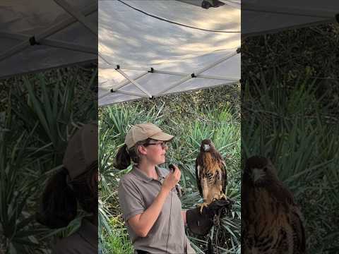 Sienna the Red Tailed Hawk Had Eye Removed at Young Age & Amanda Avian Reconditioning Center!