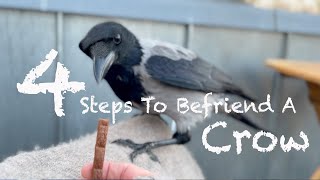 How To Befriend A Crow